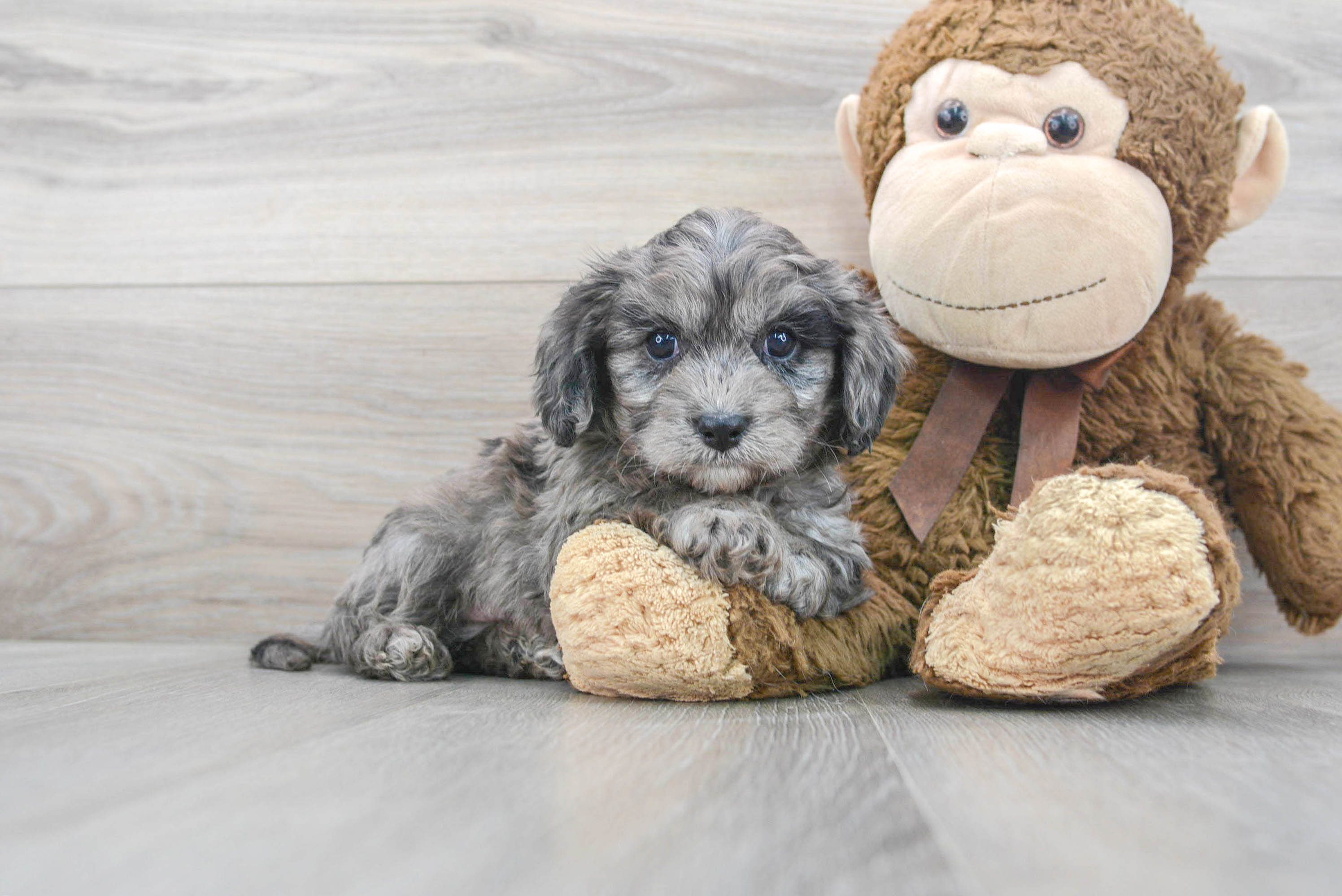 Happy Cavapoo Nixon: 4lb 14oz Doodle Puppy