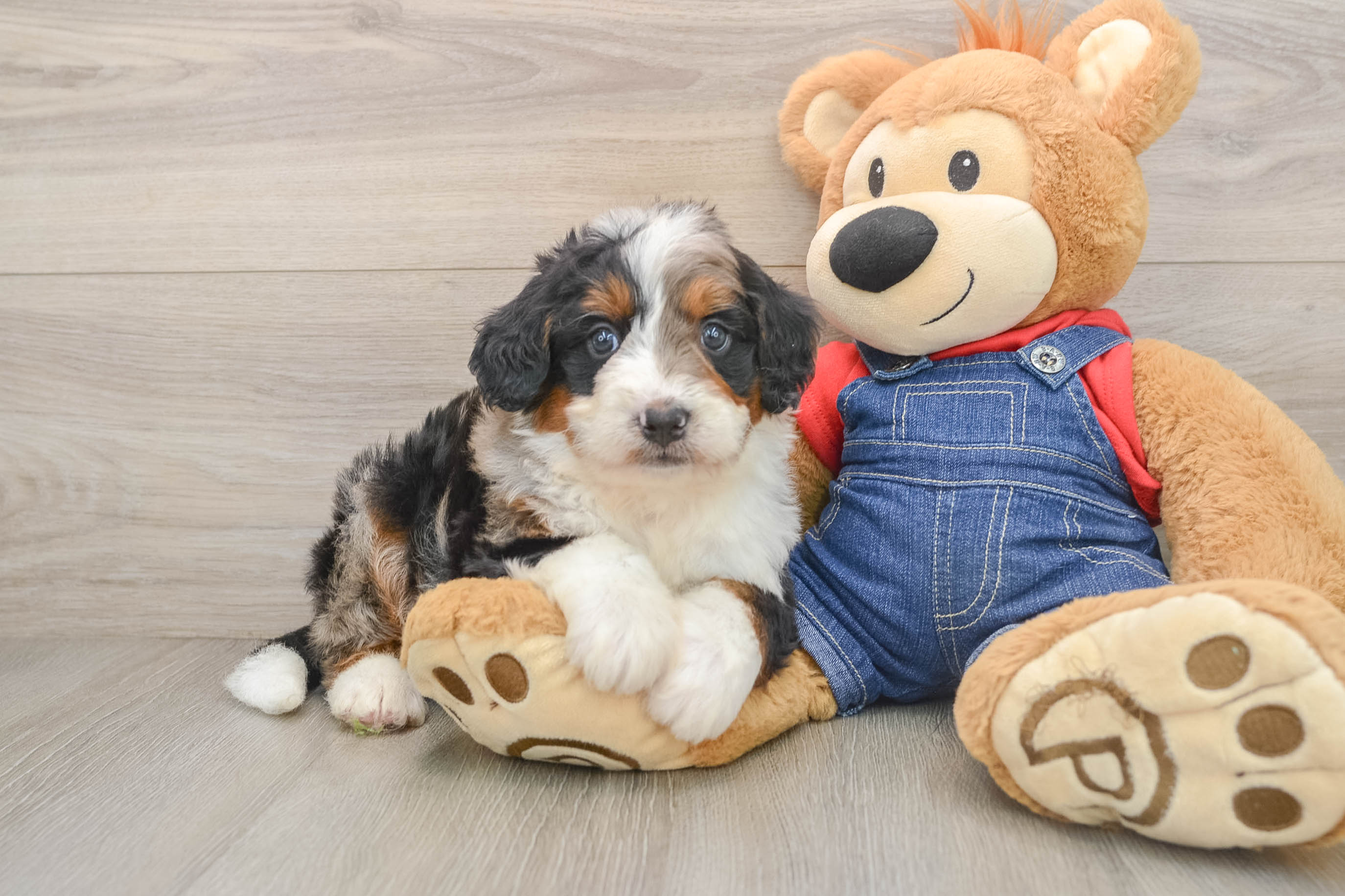 Hypoallergenic Mini Bernedoodle Legend: 5lb 4oz Doodle Puppy