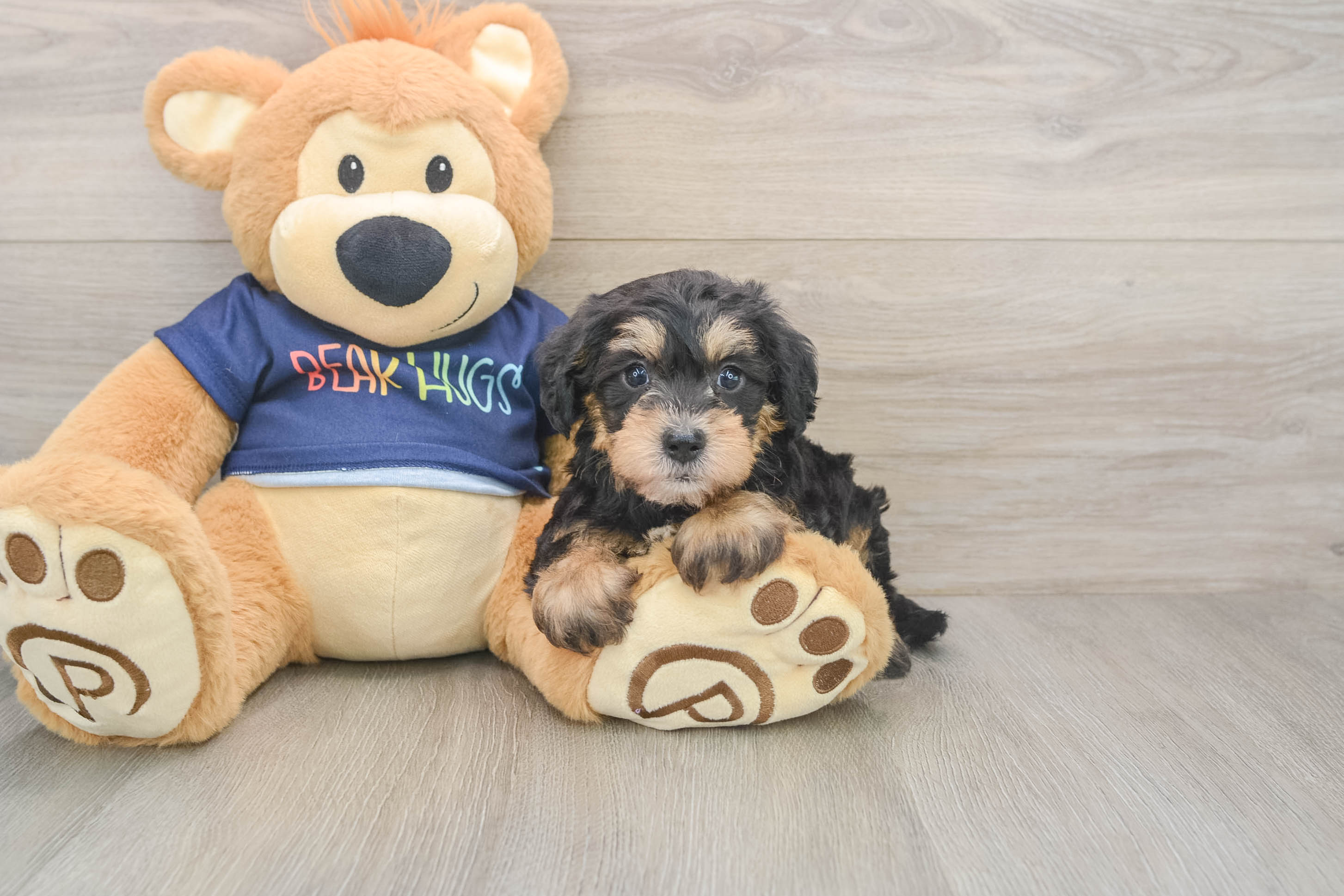 mini-schnoodle-corbin-