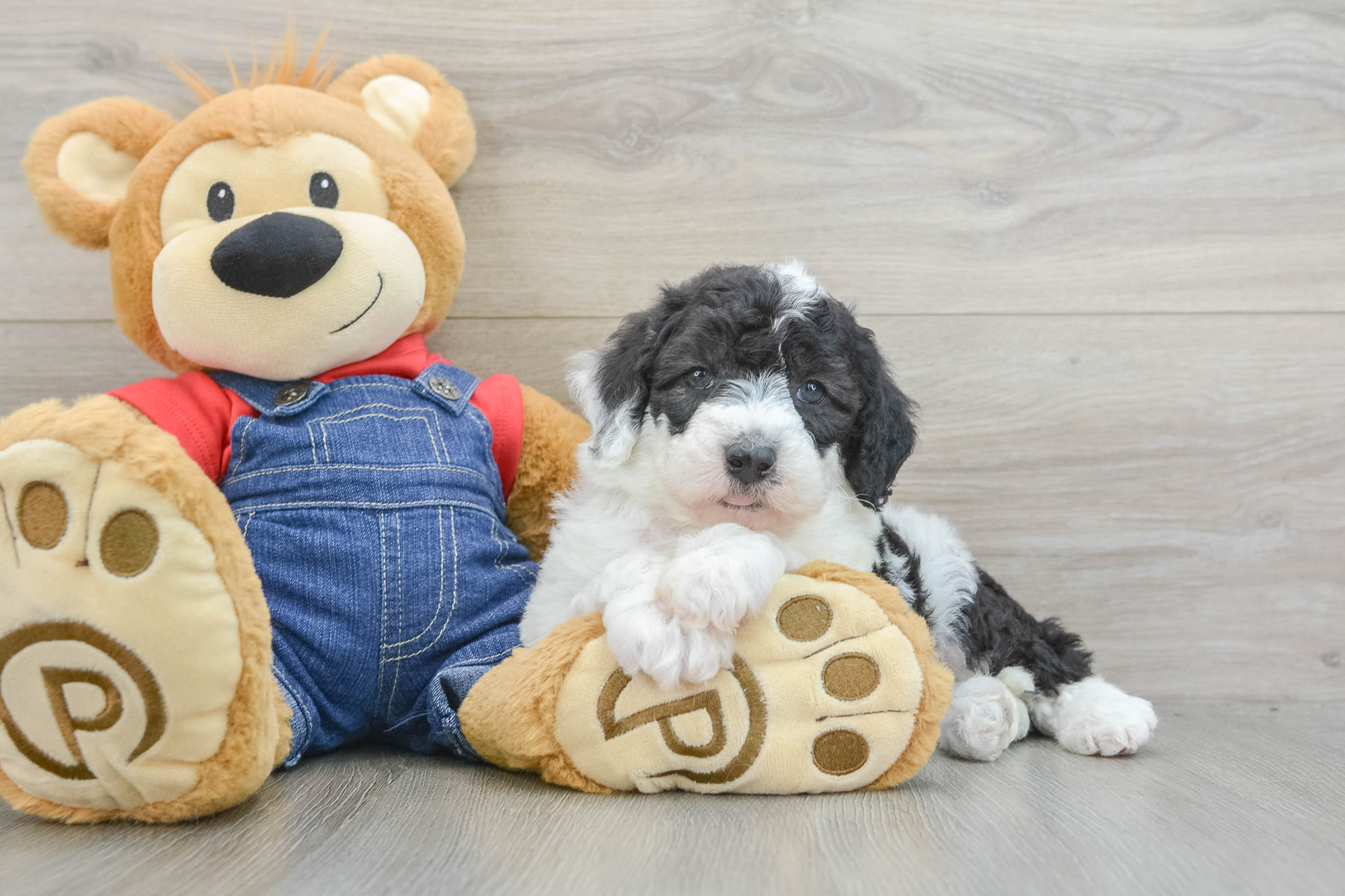 Cute Mini Sheepadoodle Mcgregor: 6lb 15oz Doodle Puppy