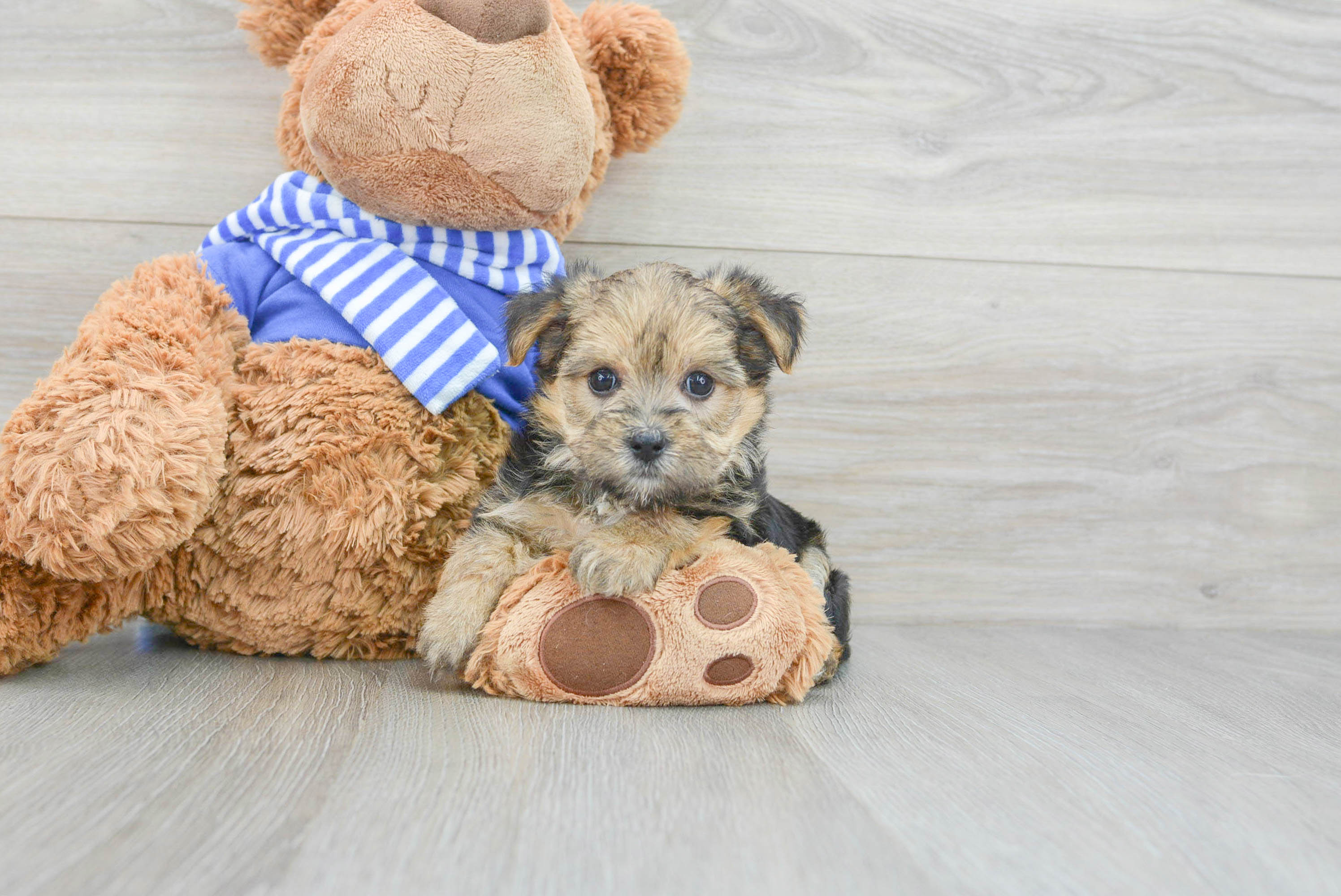 Friendly Morkie Eliza 2lb 8oz Designer Puppy