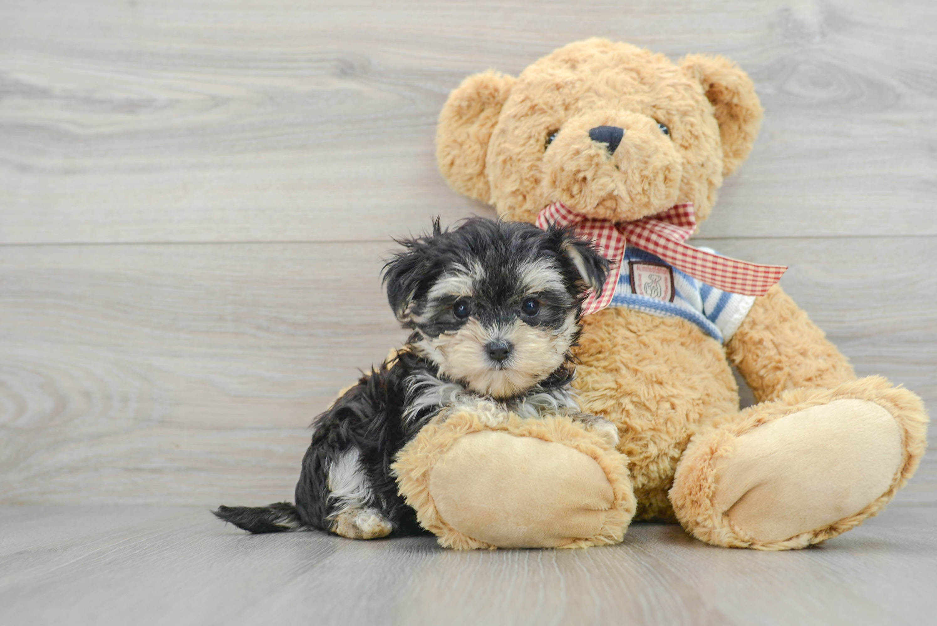 Funny Morkie Janis 1lb 9oz Designer Puppy