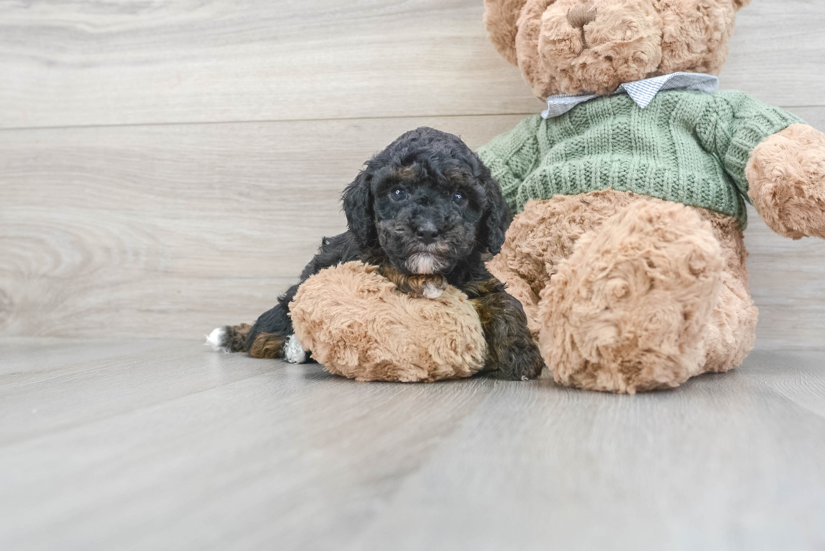 Akc Registered Poodle Caspian: 3lb 1oz Purebred Puppy