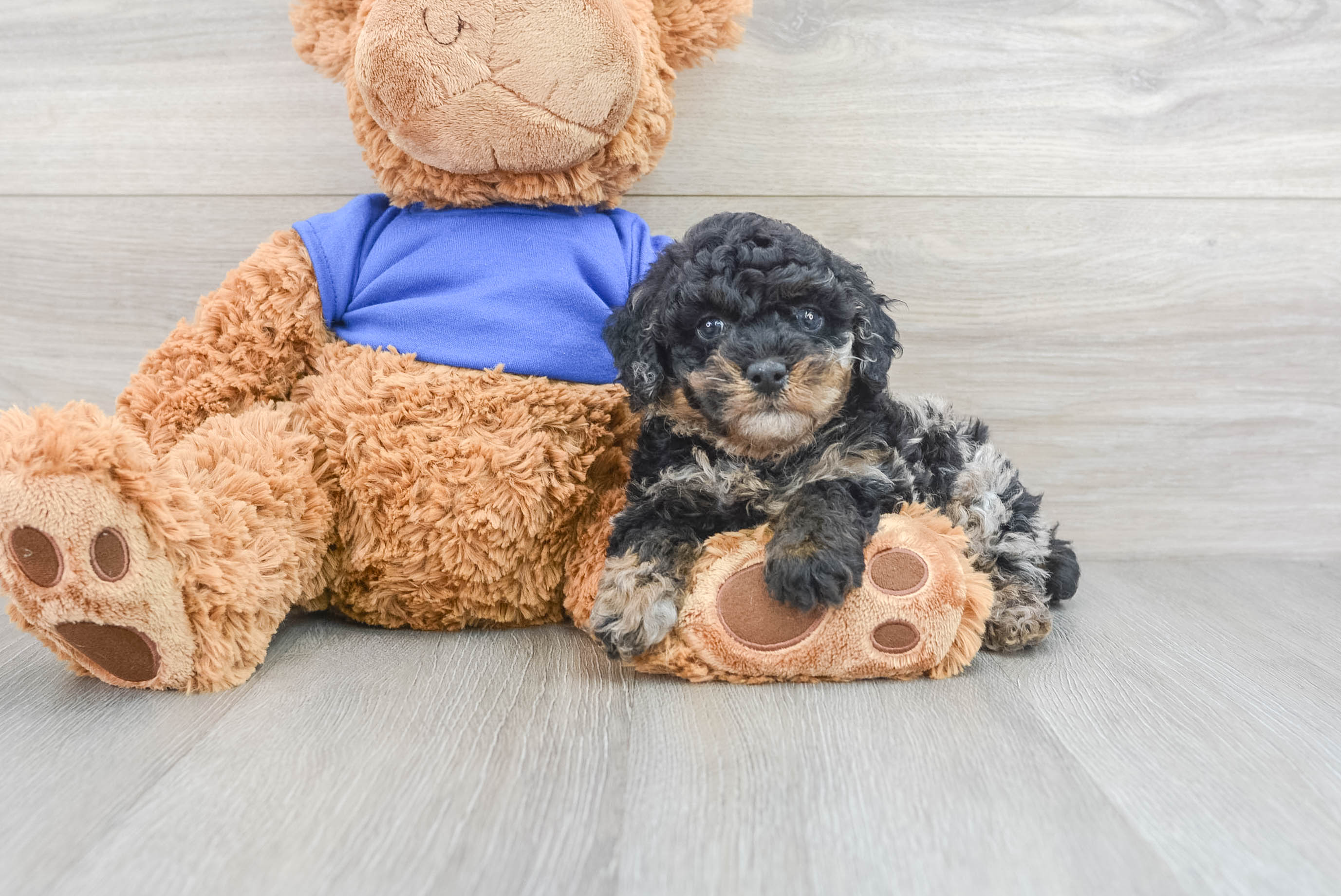 poodle-momo-13176385835325970.jpg