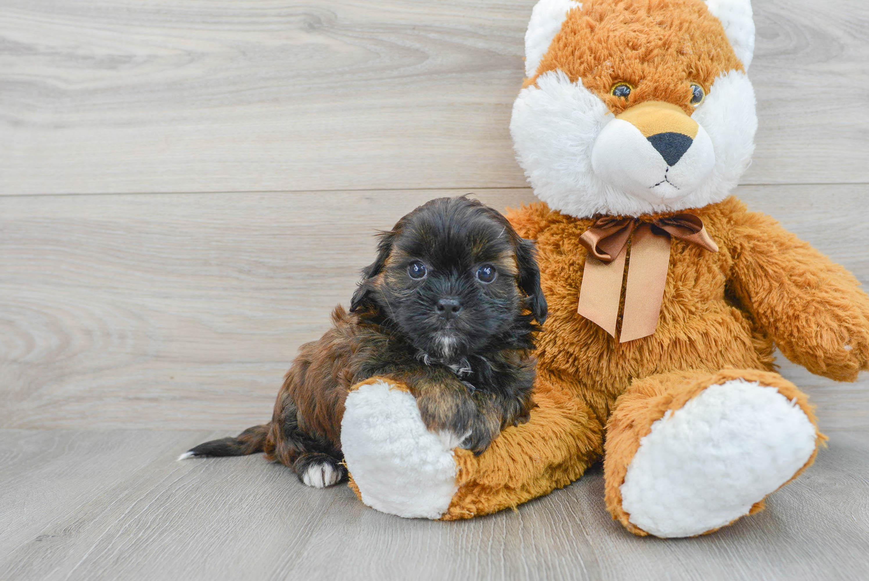 Happy Shih Poo Melissa: 3lb 1oz Doodle Puppy