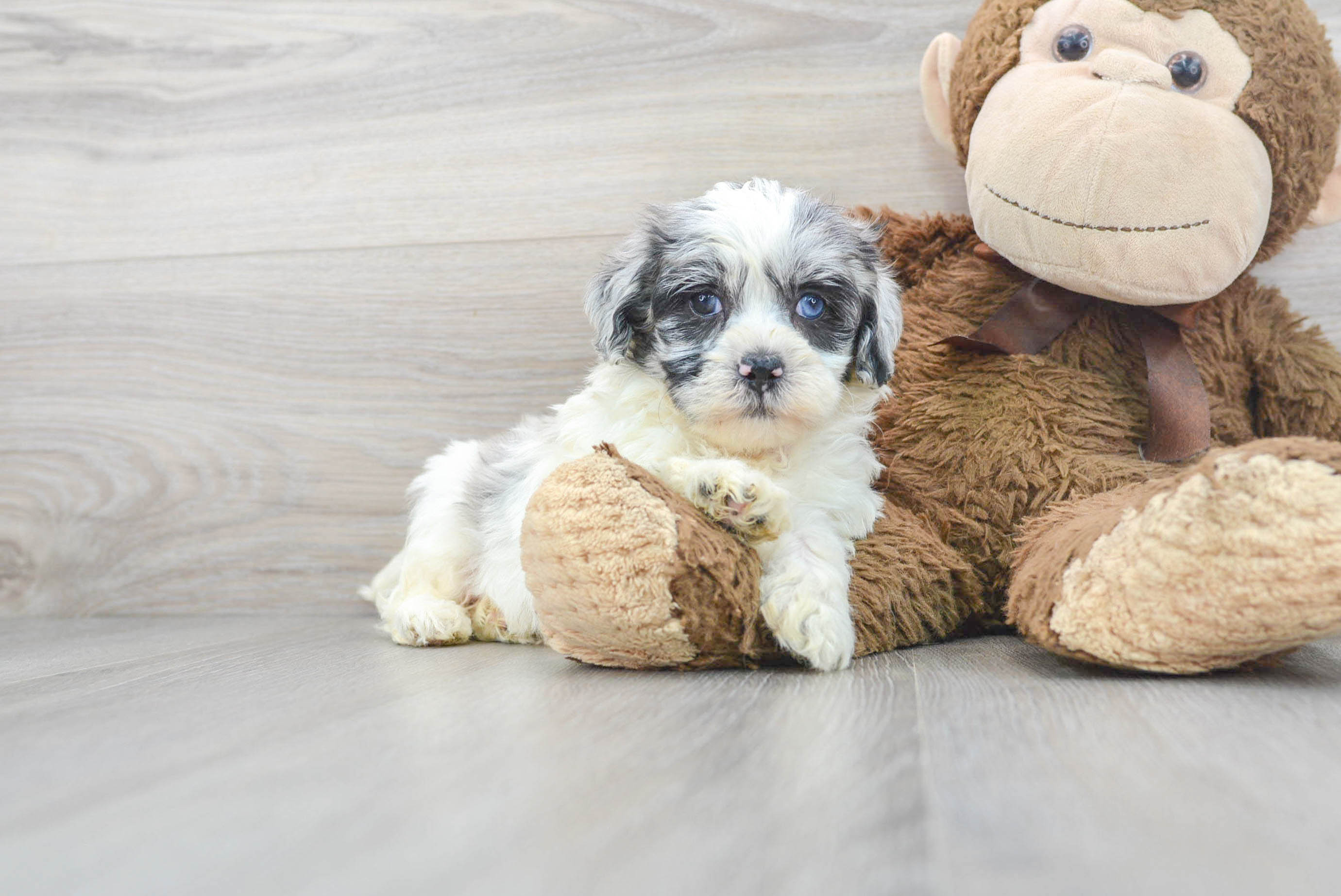 月光爪哇　Pups All New | Provider Companion Animal | Citipups | Pups Available ビカクシダ