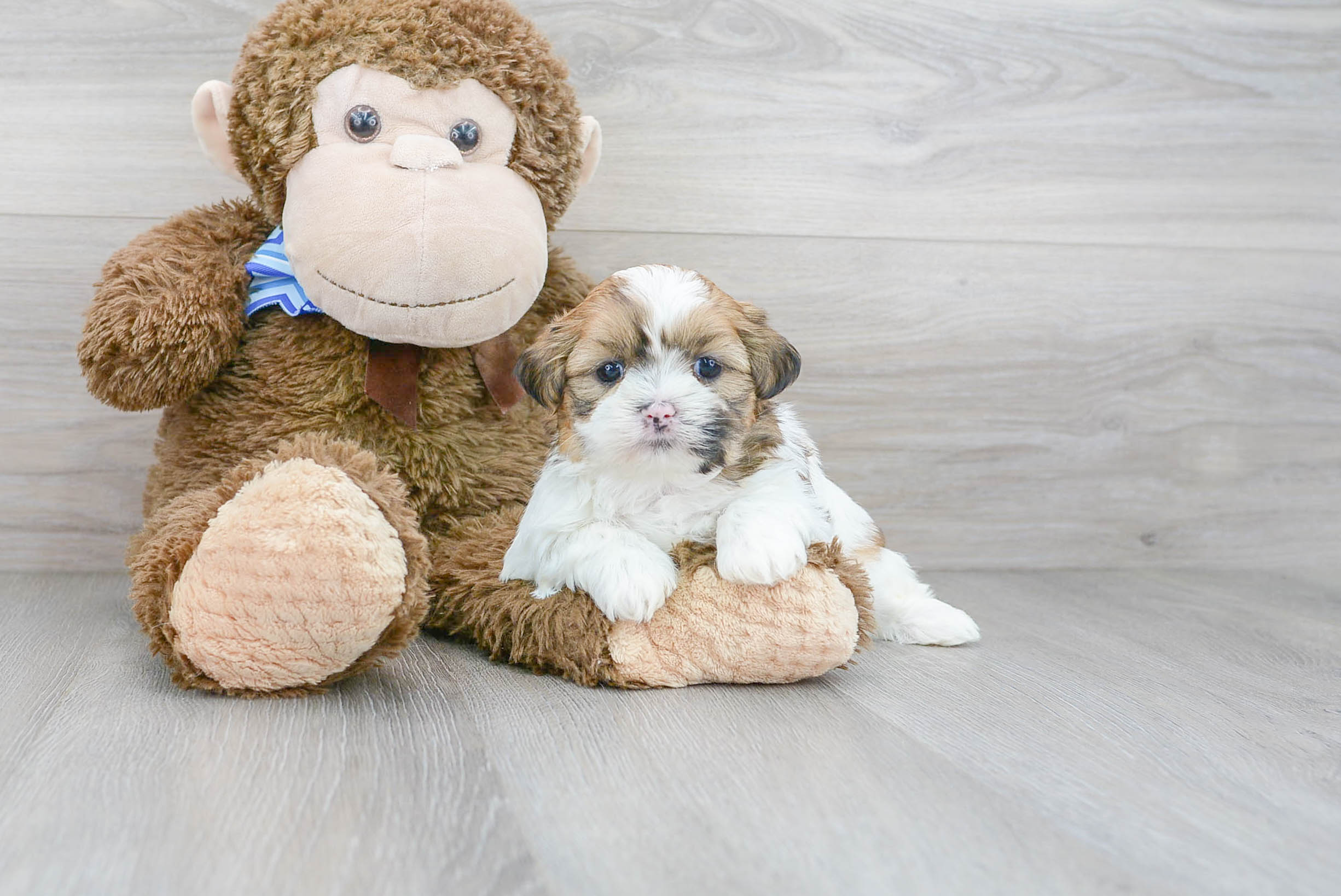 Sweet Shih Tzu Oakley: 3lb 8oz Purebred Puppy