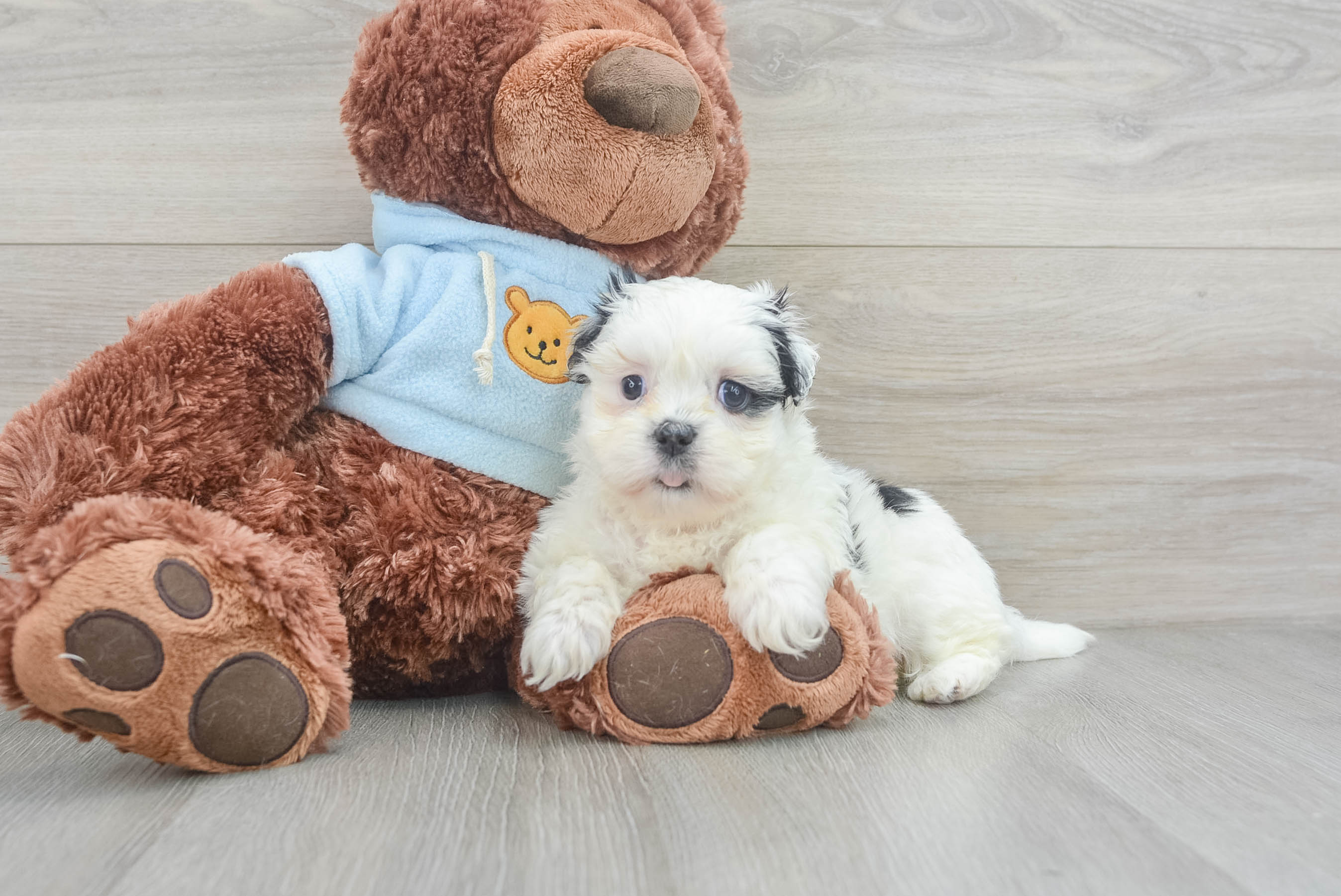 ★ALEXII★ ALEXII BULLDOG BEAR Small Teddy Bear Alexis: 3lb 10oz Designer Puppy