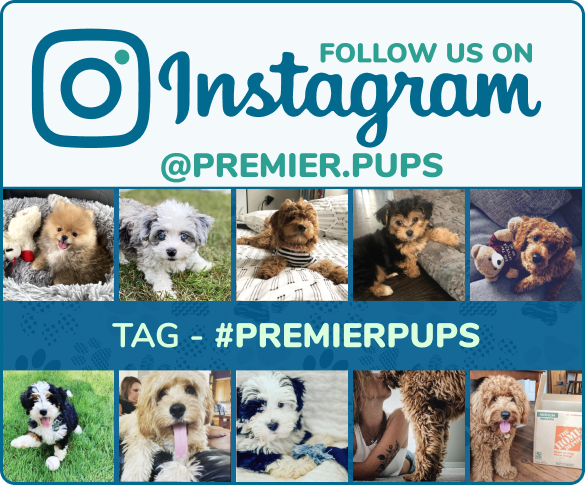 Premier Pups Instagram