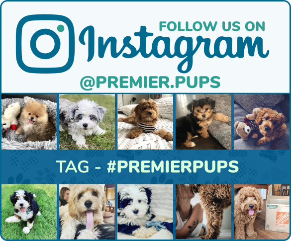 Christmas Gift Ideas for Your Dog - Premier Pups - Premier Pups