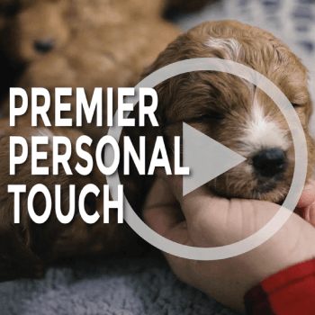 Premier Personal Touch
