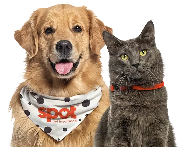 Spot Pet Insurance Pets