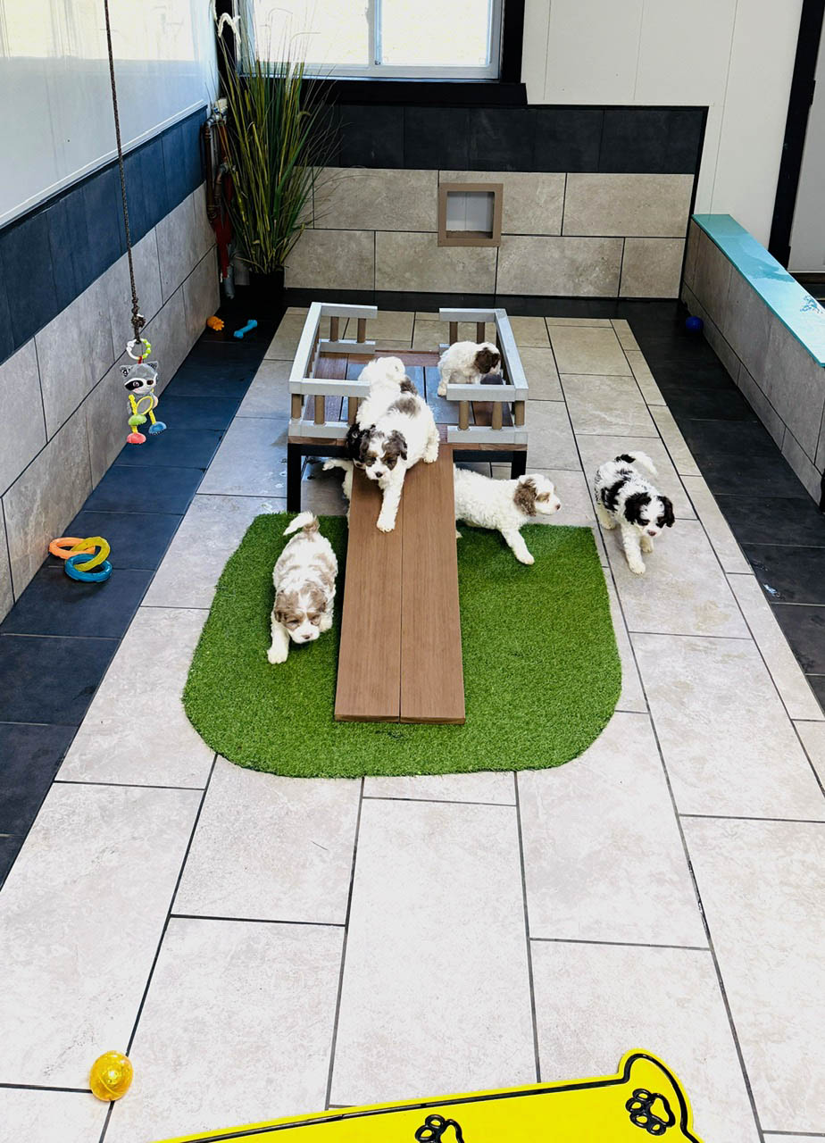 Breeder working with puppies following Premier Pups participation standards
