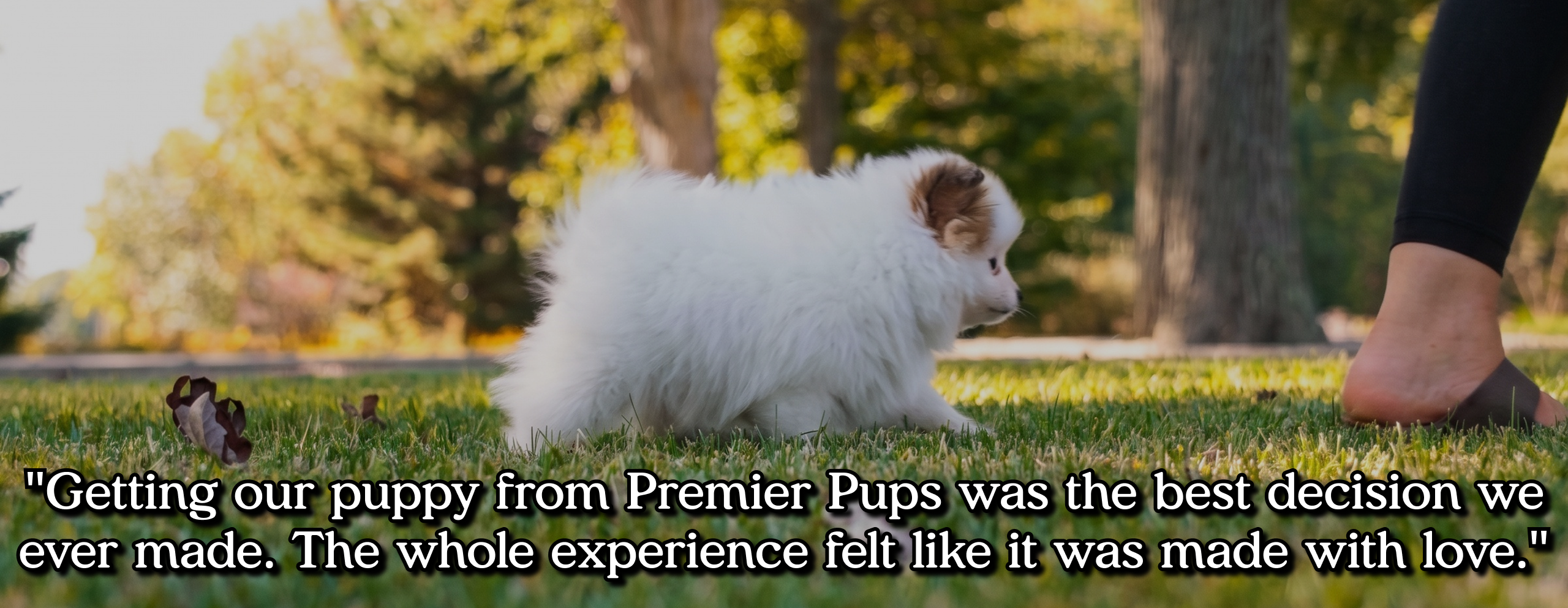 Getting our puppy from Premier Pups was the best decision we ever made. The whole experience felt like it was made with love.