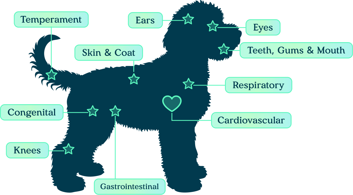 Nose-to-tail veterinary health screening diagram for Premier Pups puppies