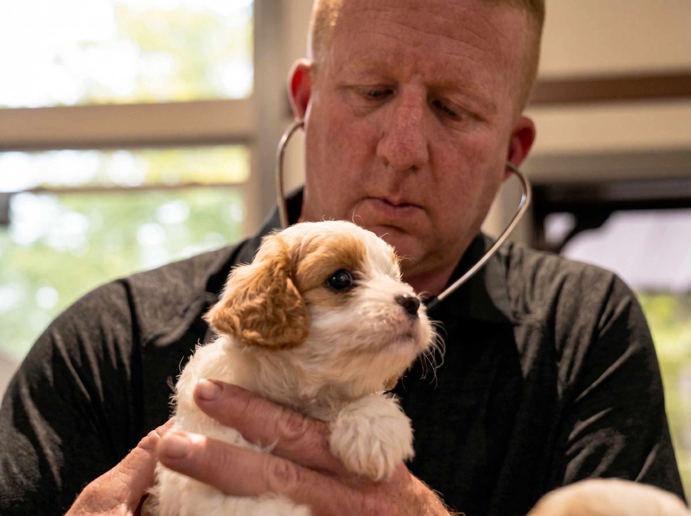 Puppy at its first post-placement veterinary checkup