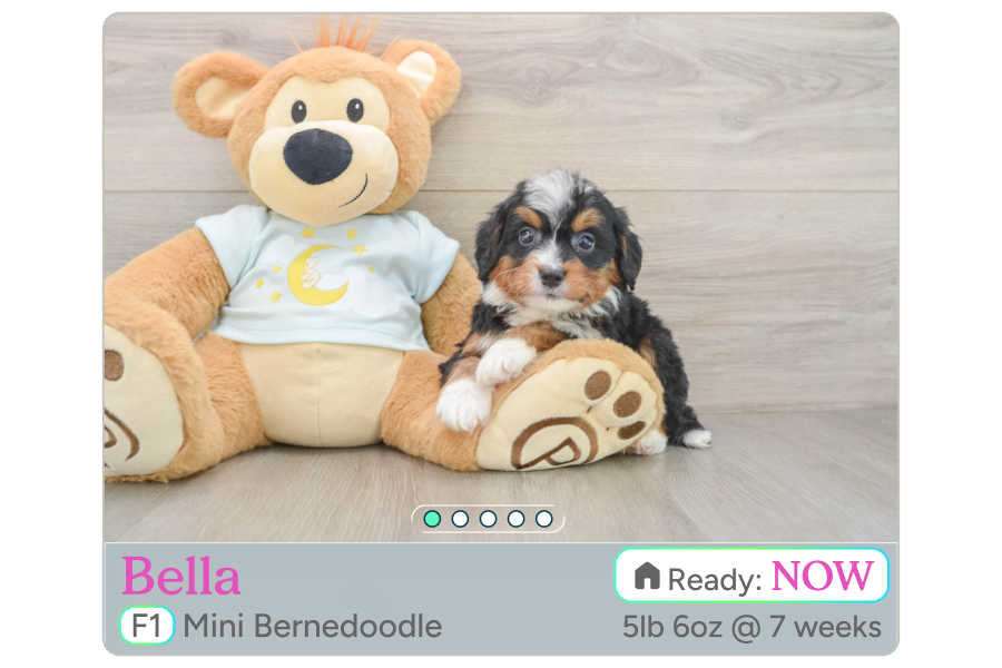 Reserving a puppy through Premier Pups checkout