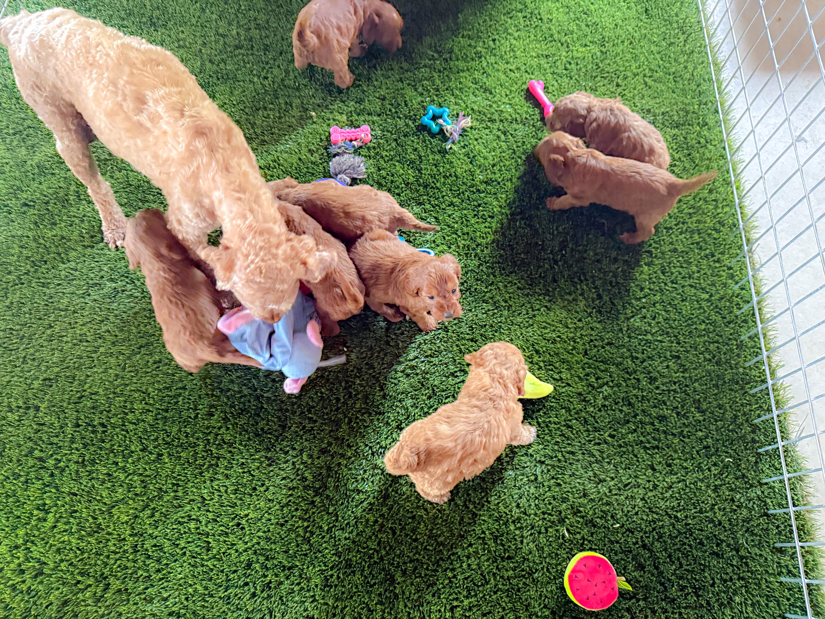 Puppy development plan — structured stages from birth through placement readiness
