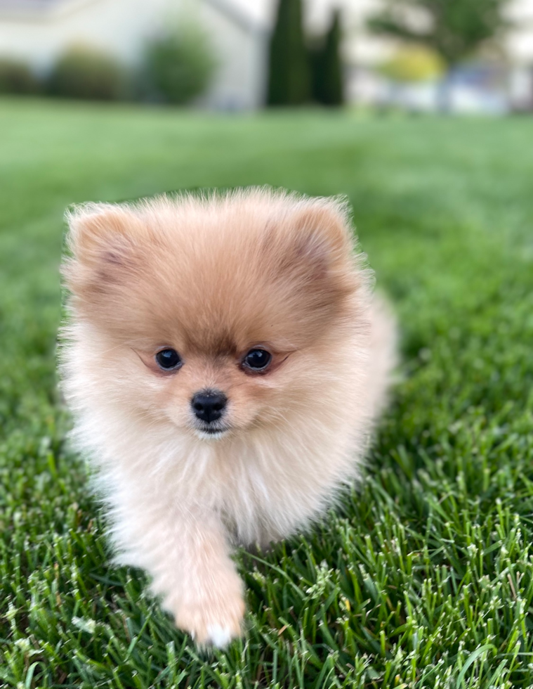 Happy, healthy Premier Pups puppy