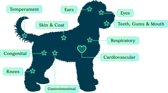 Diagram of the 12-point nose-to-tail veterinary examination areas on a puppy
