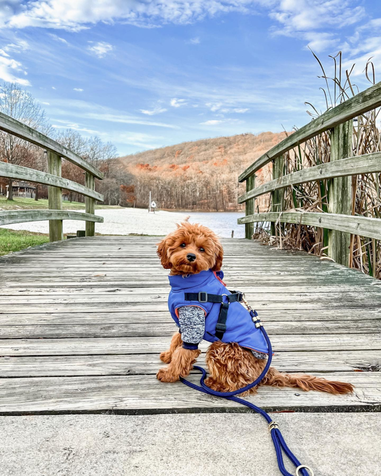 Small Cavapoo Pup in Frederick MD