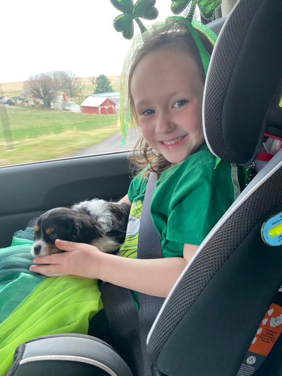 Sweet Cavalier King Charles Spaniel Pup in Smithsburg MD