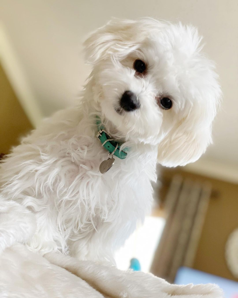 Adorable Havanese Purebred Pup