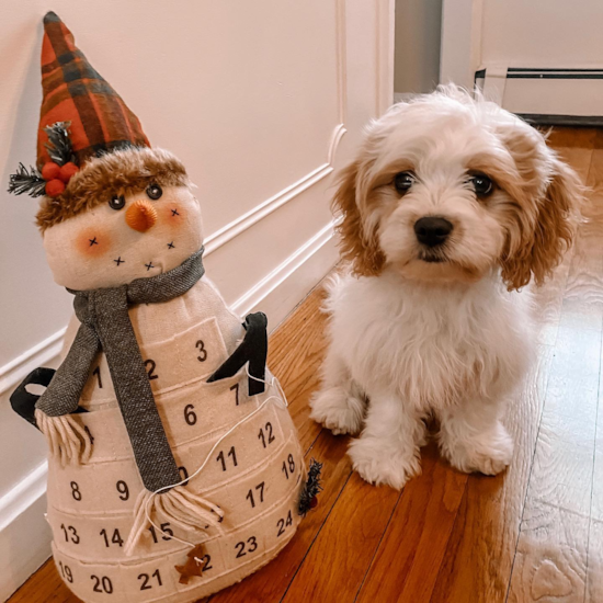 Friendly Cavachon Pup