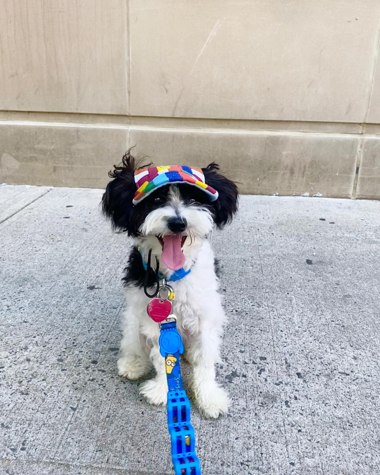 New York Havanese Pup