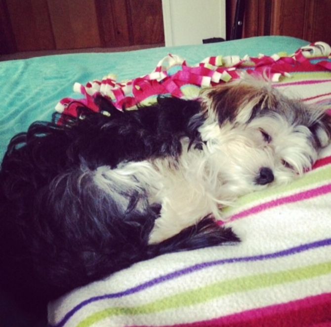 Bella - Morkie Puppy For Sale Premier Pups Bella - Morkie Puppy For Sale Premier Pups