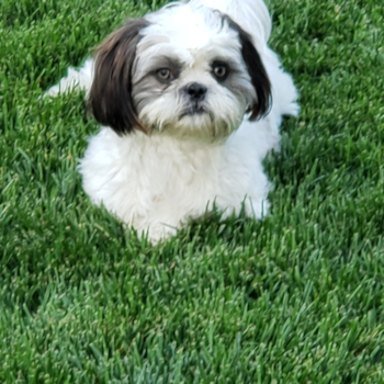 XAVIER, a Shih Tzu puppy from Pleasanton CA