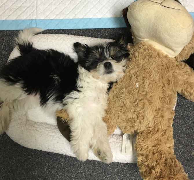 Bella ( aka Kate) - Cavachon Puppy For Sale Premier Pups Bella ( aka Kate) - Cavachon Puppy For Sale Premier Pups