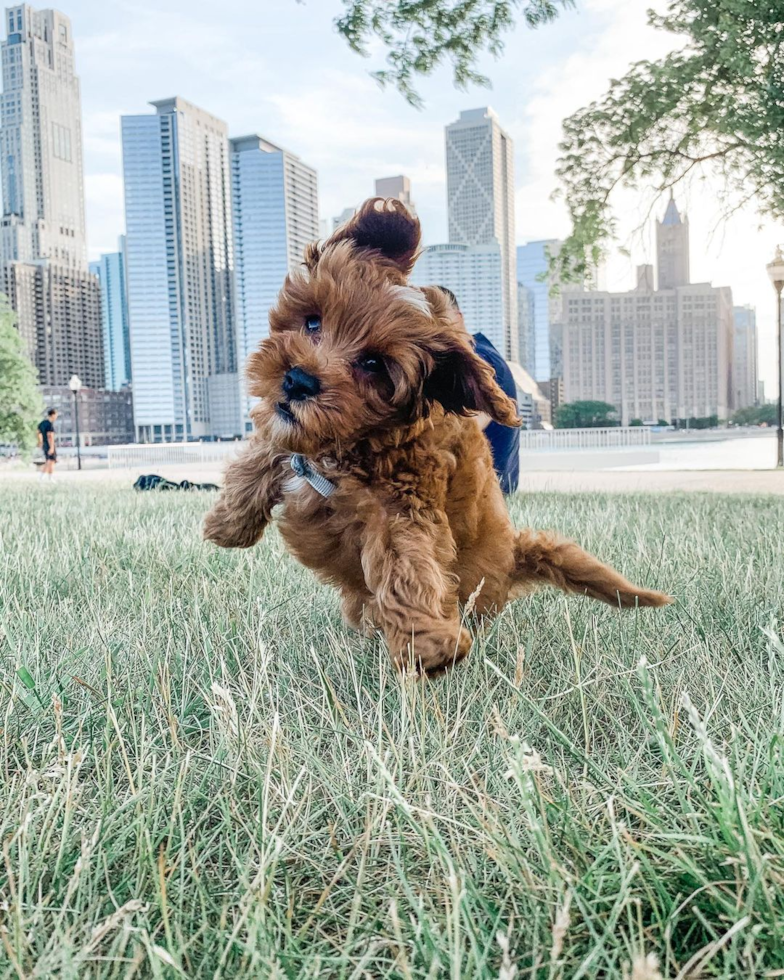 Chicago Cavapoo Pup