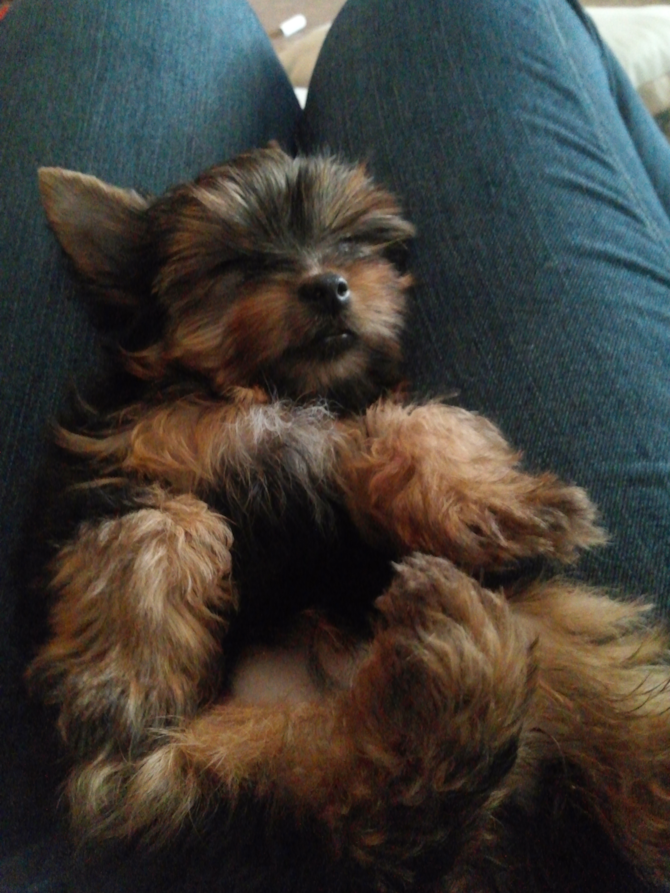 Gia Dior A.K.A Tinkerbell - Yorkshire Terrier Puppy For Sale Premier Pups Gia Dior A.K.A Tinkerbell - Yorkshire Terrier Puppy For Sale Premier Pups