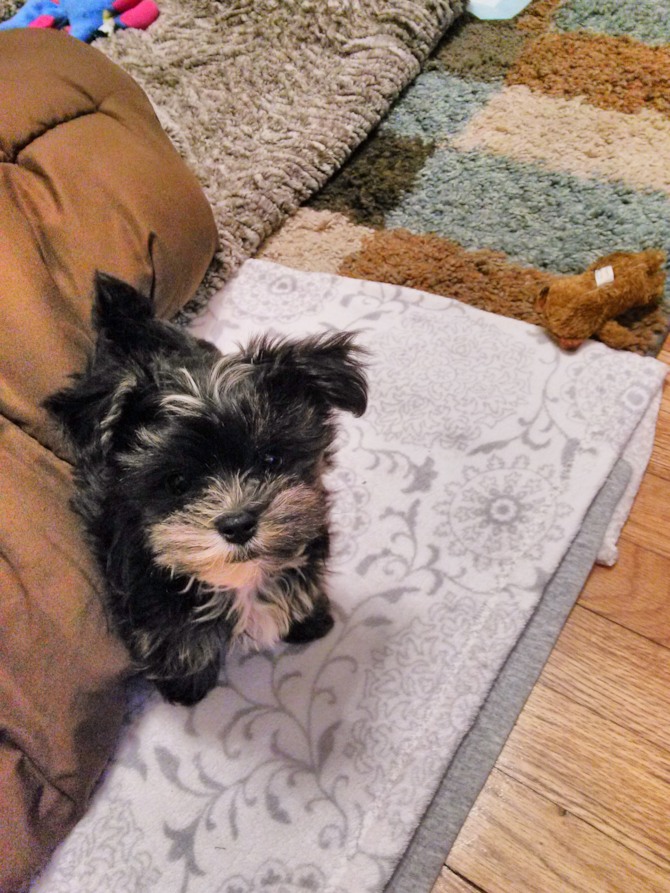 Logan aka Puma - Morkie Puppy For Sale Premier Pups Logan aka Puma - Morkie Puppy For Sale Premier Pups