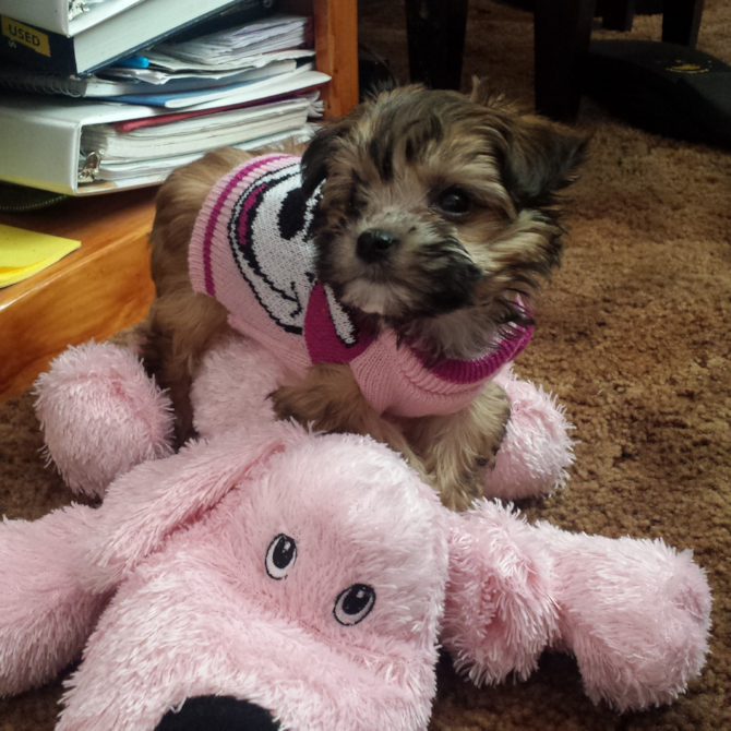Mischa (aka Teacup Tara) 9 wks - Morkie Puppy For Sale Premier Pups Mischa (aka Teacup Tara) 9 wks - Morkie Puppy For Sale Premier Pups