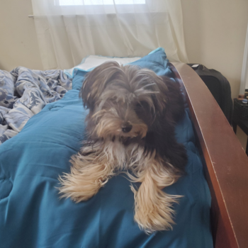 LOVELY, a Yorkie Chon puppy from waterbury ct