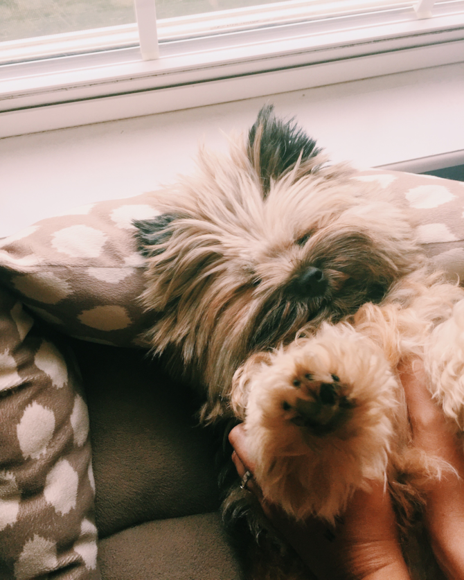 Reggie - Yorkie Pom Puppy For Sale Premier Pups Reggie - Yorkie Pom Puppy For Sale Premier Pups