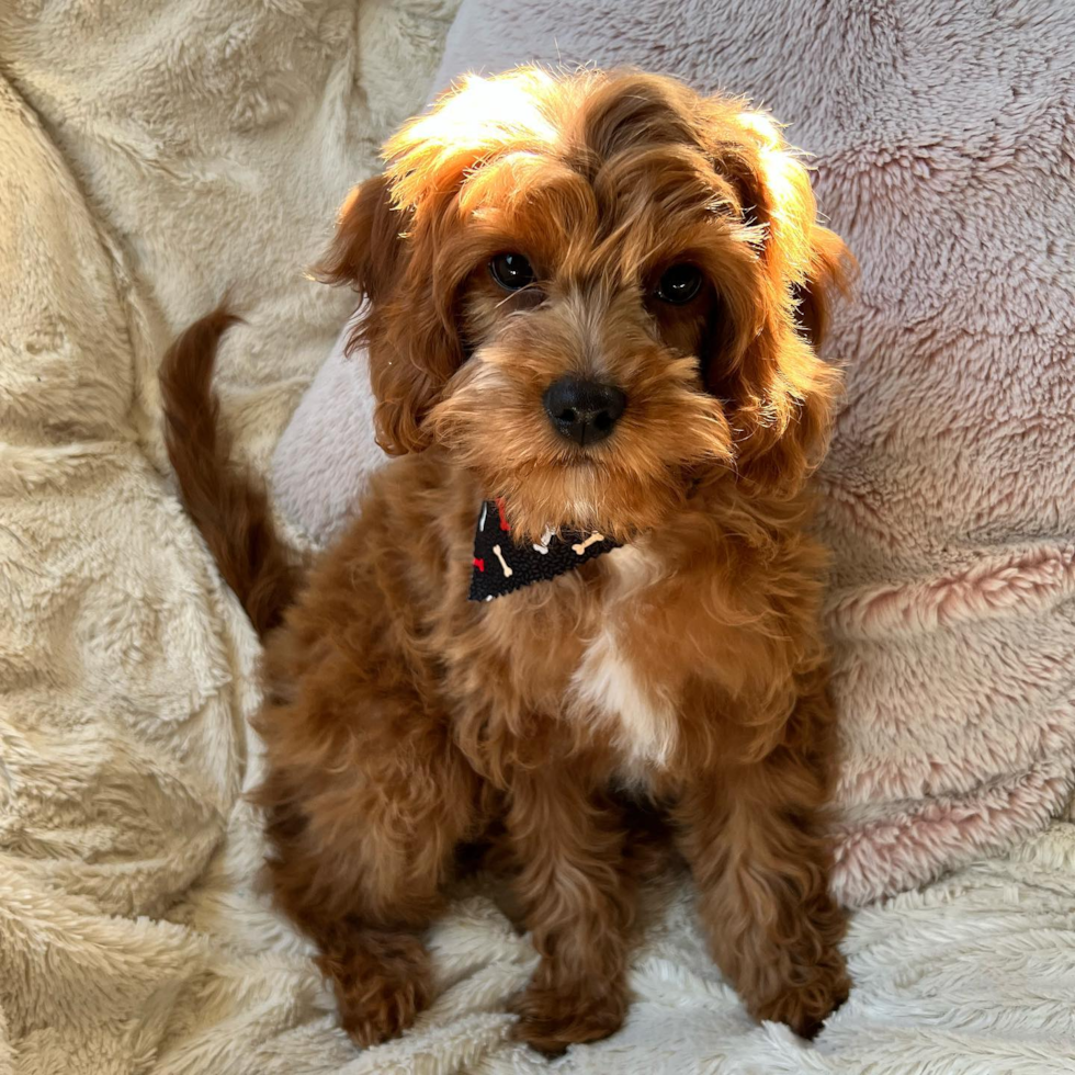 Cavapoo Being Cute