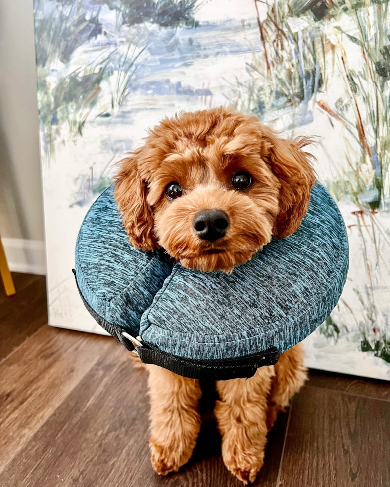 Sweet Cavapoo Pup in Frederick MD