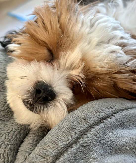 Playful Shih Poo Poodle Mix Pup