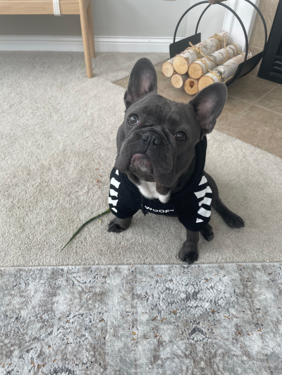 Akc Registered French Bulldog Pup