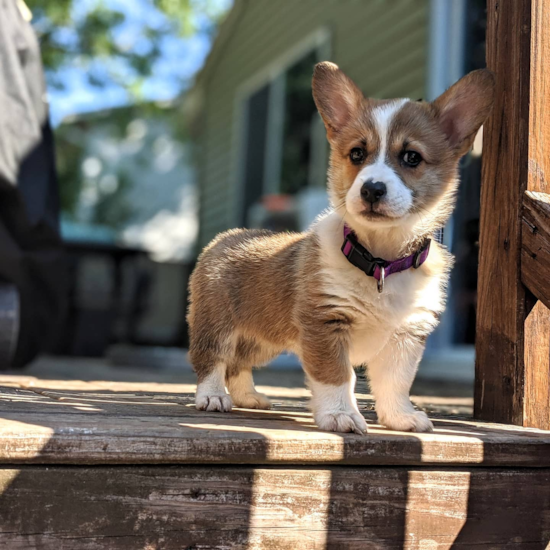 corgi puppy