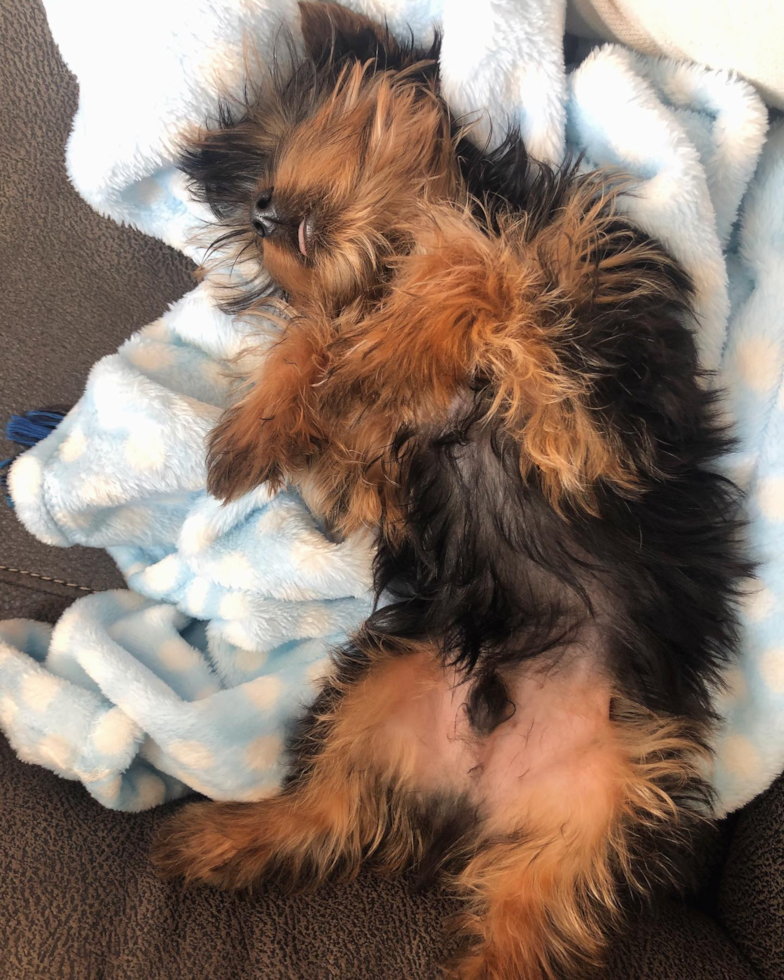 Smart Yorkshire Terrier Pup in Pittsburgh PA