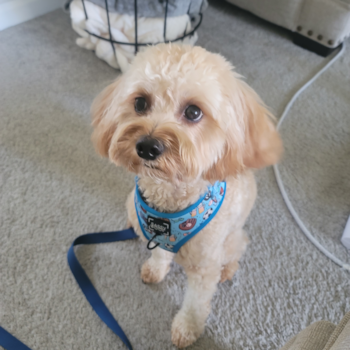 Chadwick (formerly Happy), a Cavapoo puppy from Atlanta, Ga Chadwick (formerly Happy), a Cavapoo puppy from Atlanta, Ga
