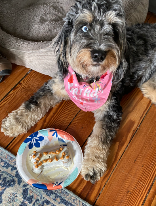 Sweet Mini Bernedoodle Pup in