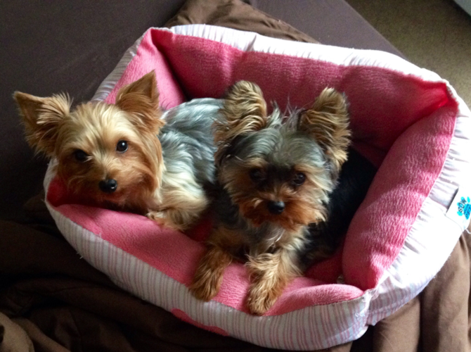 Chu Chi and Charlie - Yorkshire Terrier Puppy For Sale Premier Pups Chu Chi and Charlie - Yorkshire Terrier Puppy For Sale Premier Pups