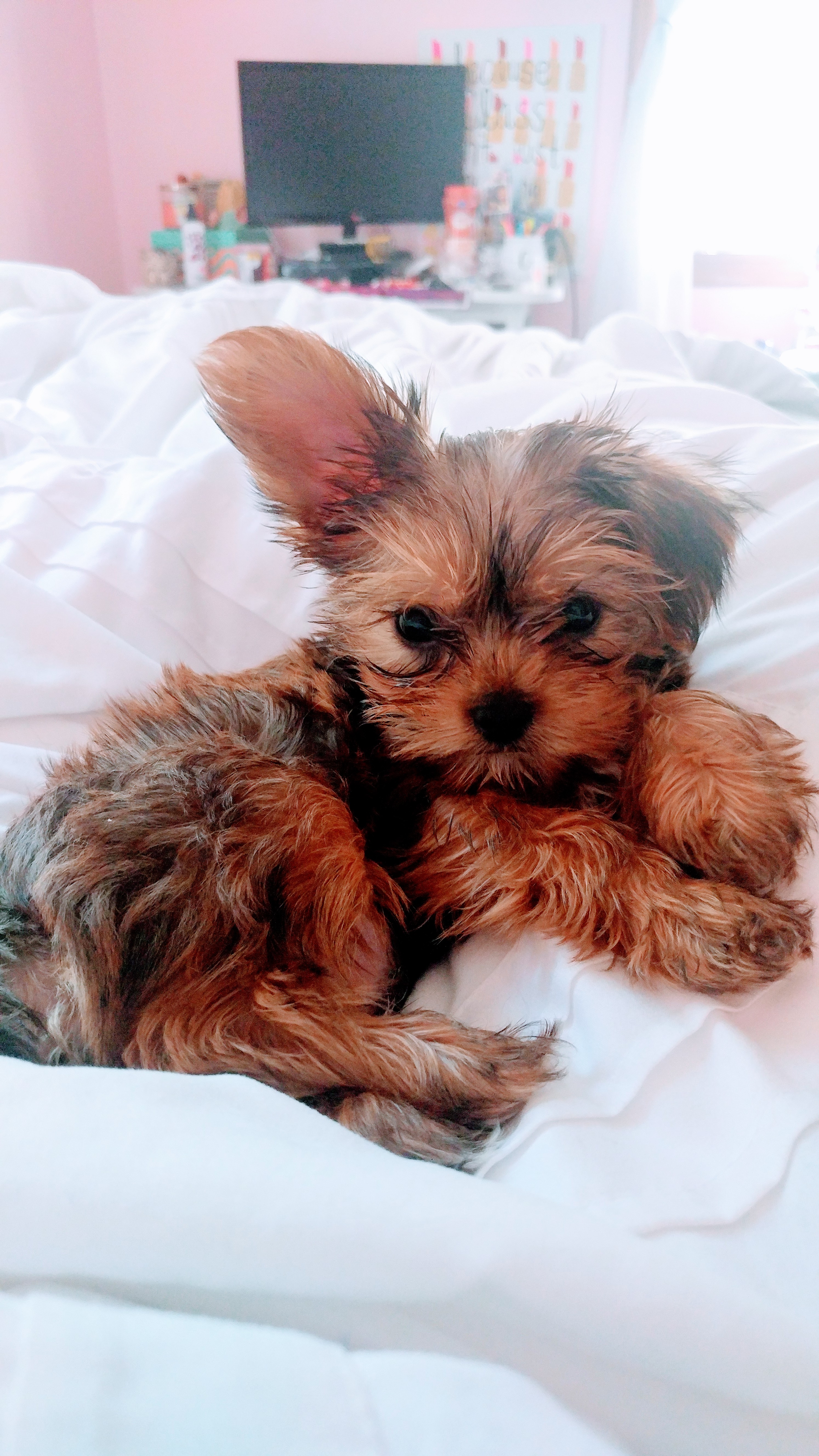 Teacup cheap shorkie puppies