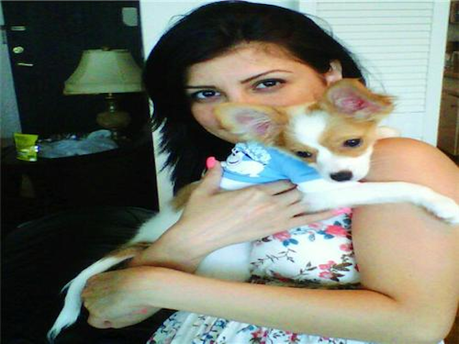 Rico - Papillon Puppy For Sale Premier Pups Rico - Papillon Puppy For Sale Premier Pups