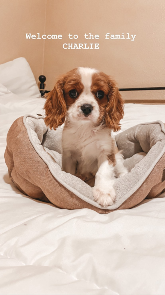 Funny Cavalier King Charles Spaniel Pup